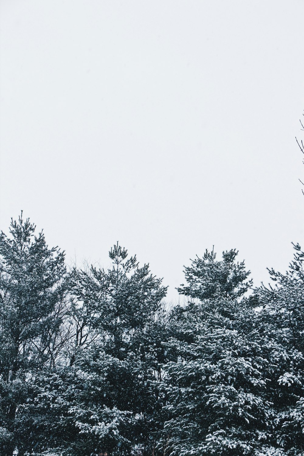 trees covered with snow