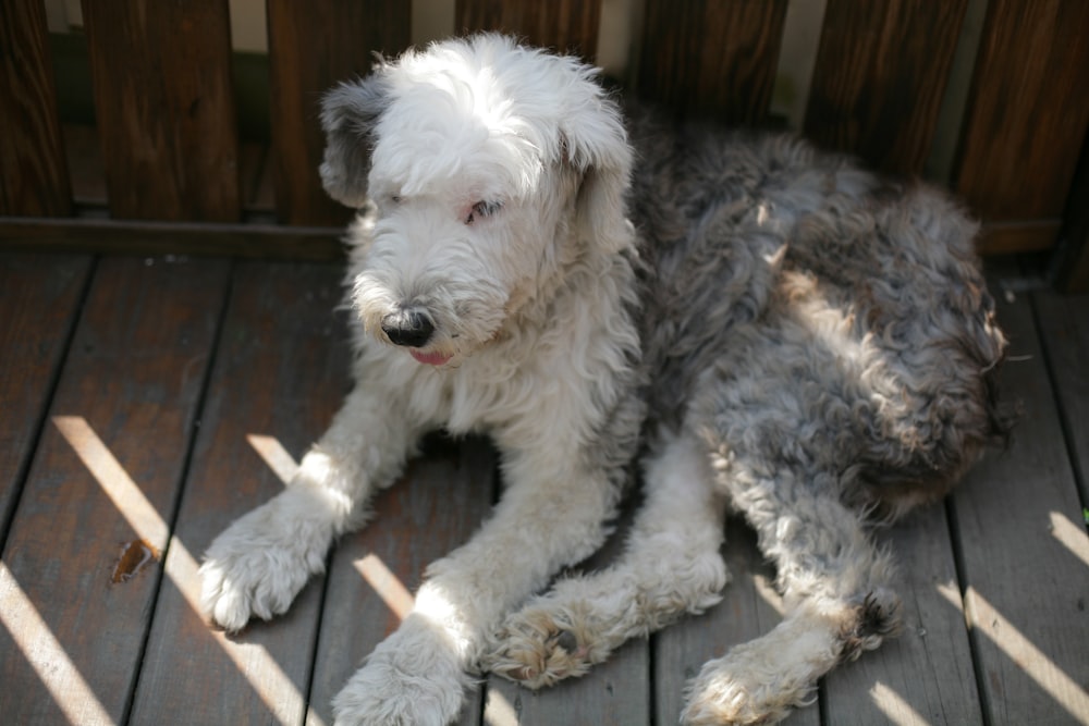 medium-coated black and white dog