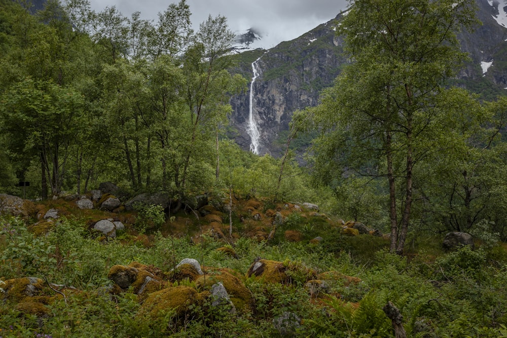 waterfalls in forest under gray sky