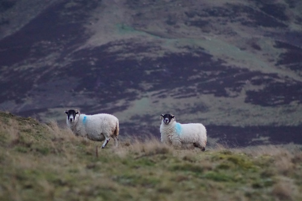 two sheep on green grasses