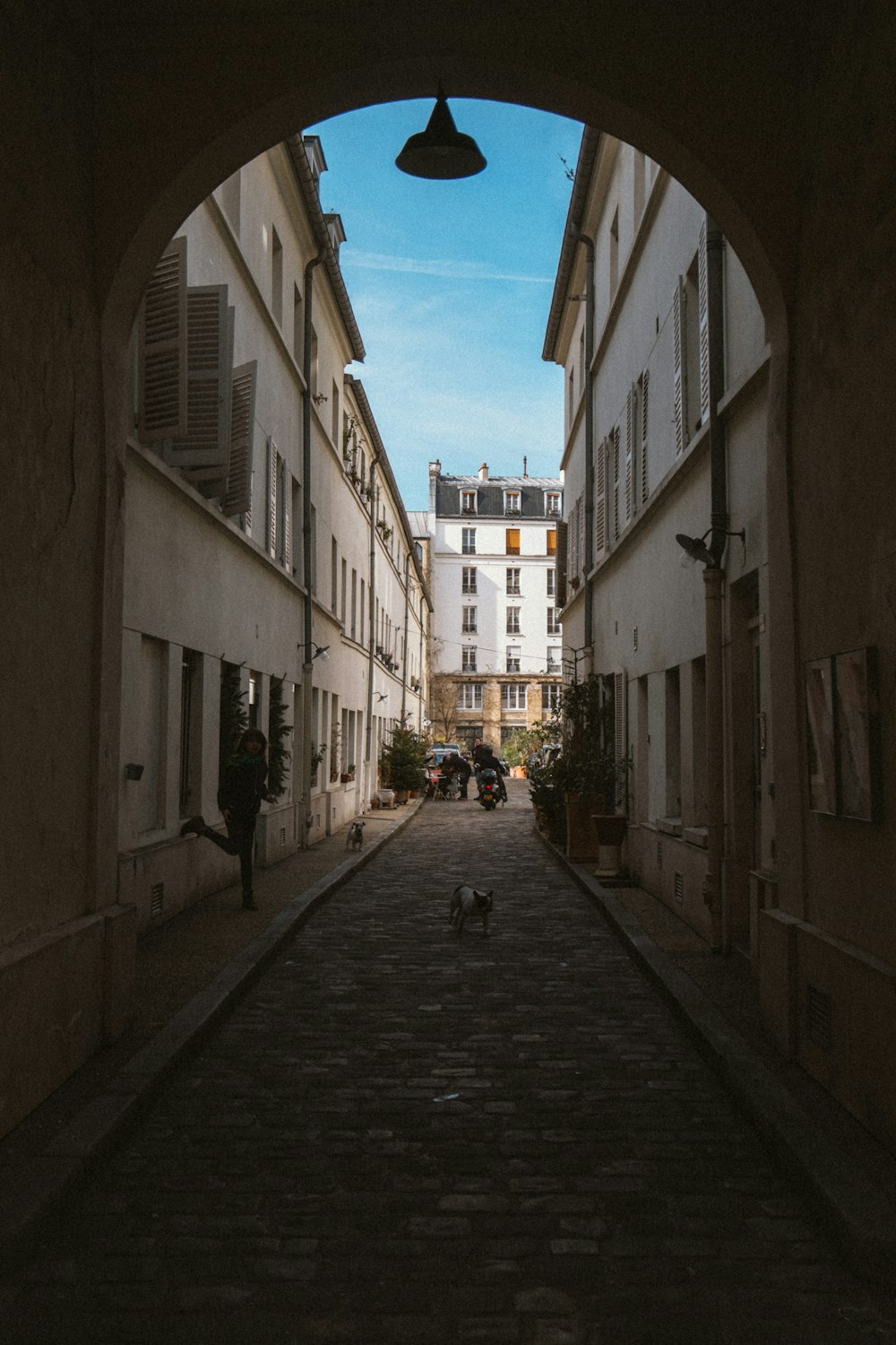 white and black animal in middle of arch pathway in between concrete buildings under blue sky