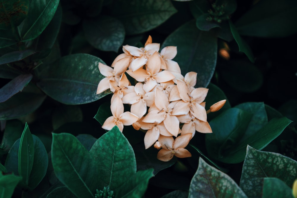 beige ixora flowers