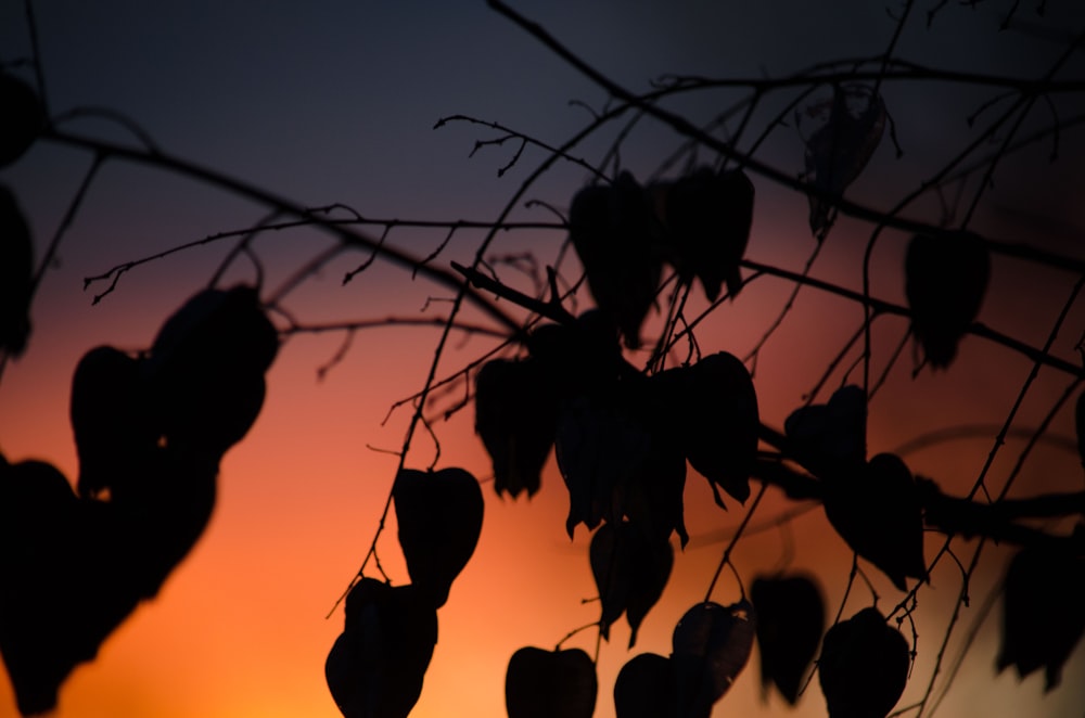 silhouette of leaves