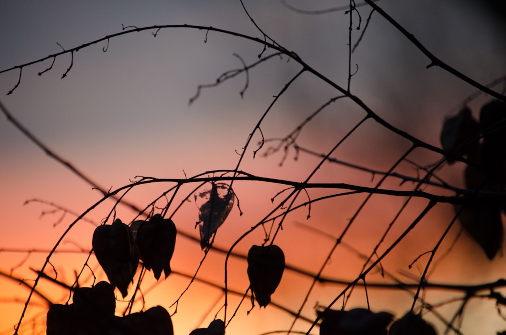 silhouette view of leaves during sunset