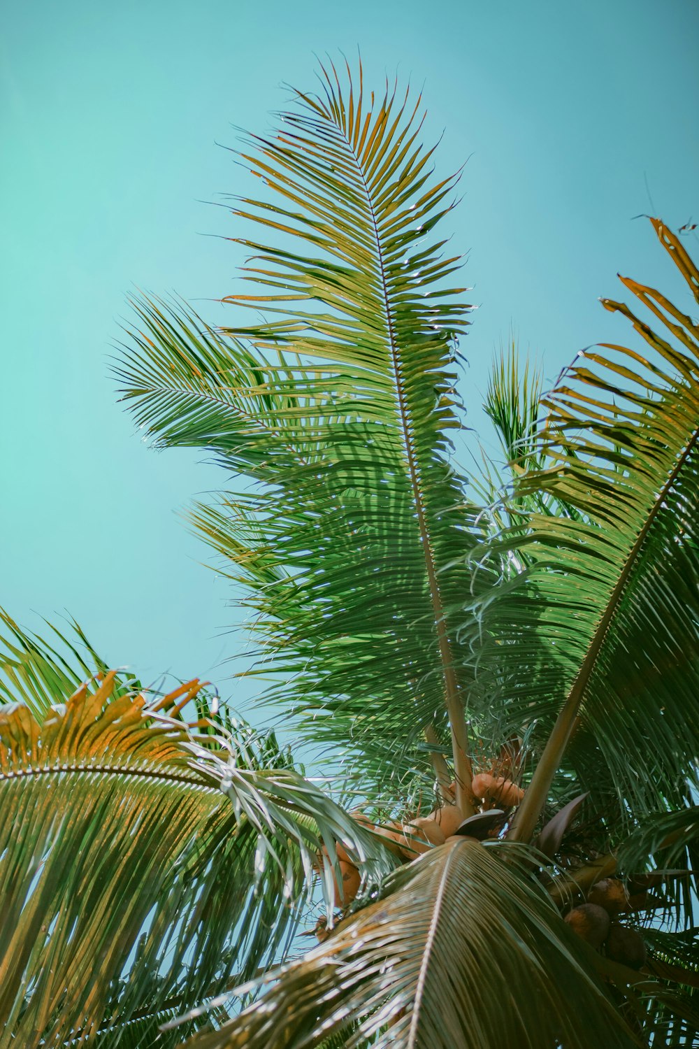 view of coconut tree under clear sky