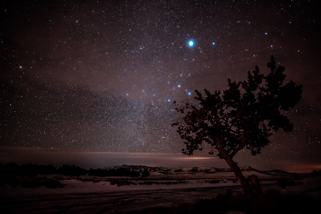 tree under starry night