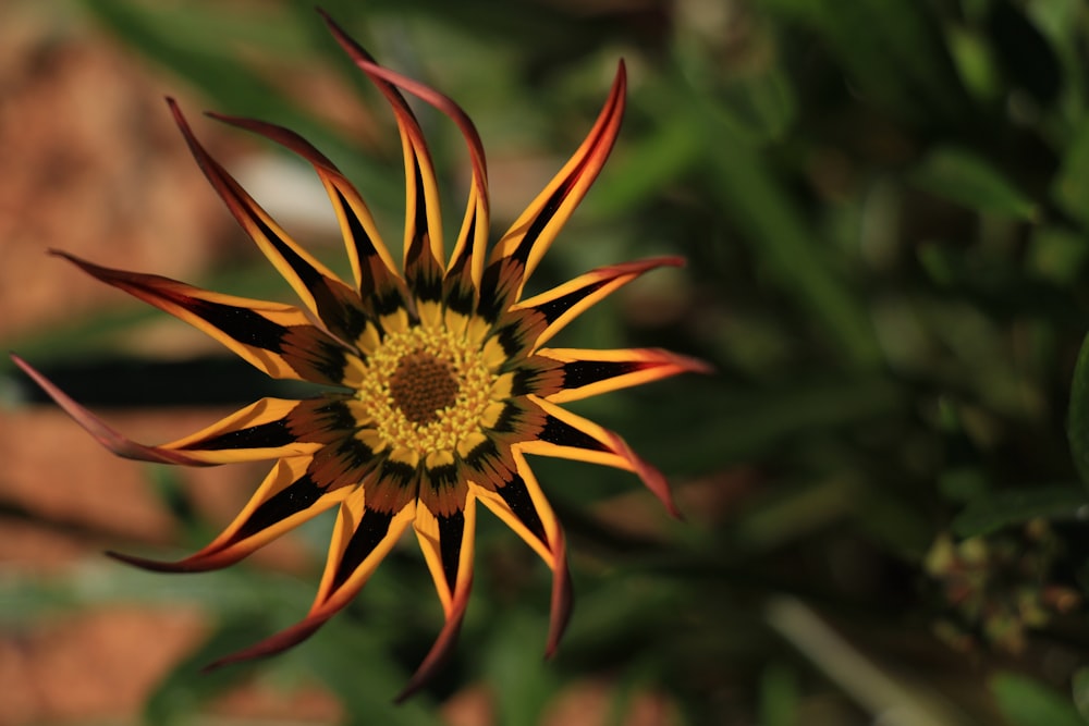 yellow and black petaled flower