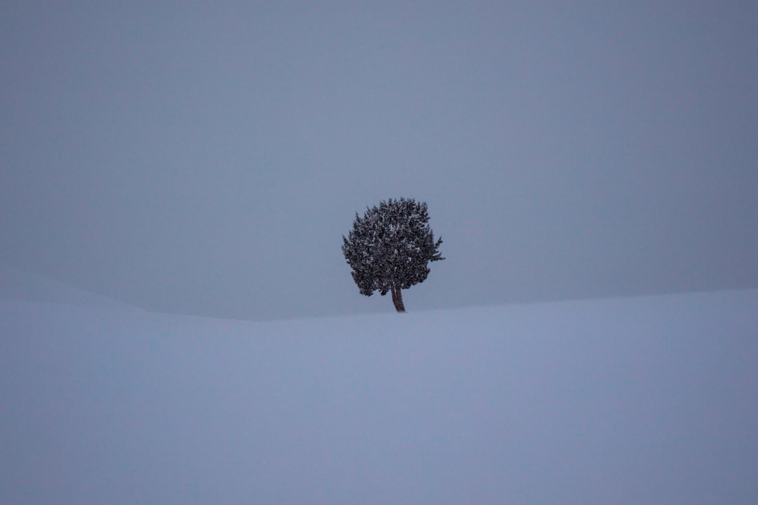 tree between snow covered field