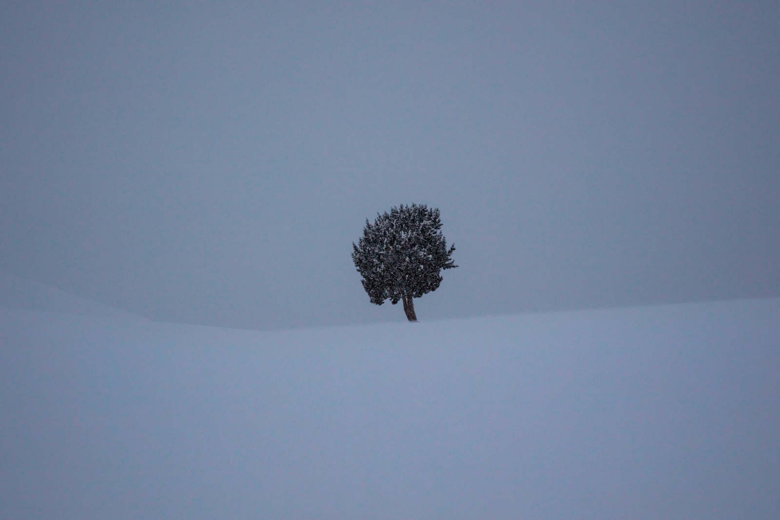 Sigma 24-70mm F2.8 EX DG Macro sample photo. Tree between snow covered photography