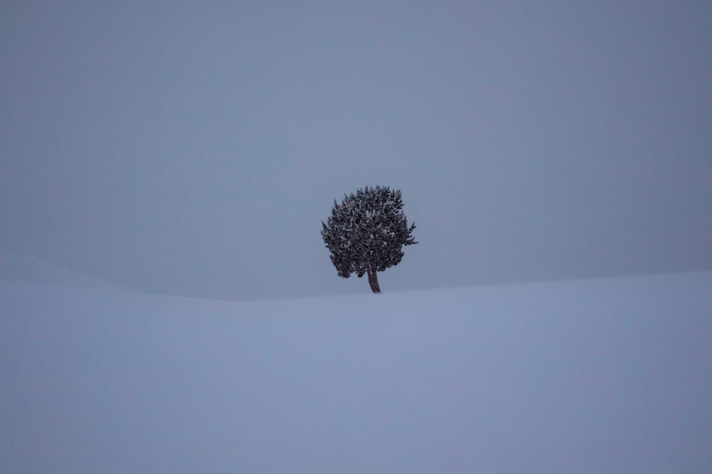 tree between snow covered field