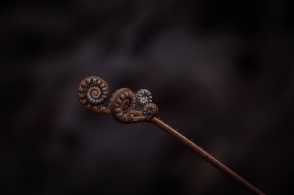 um close up de uma planta com duas espirais sobre ela