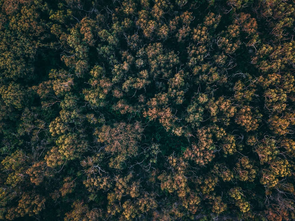 aerial view of forest trees