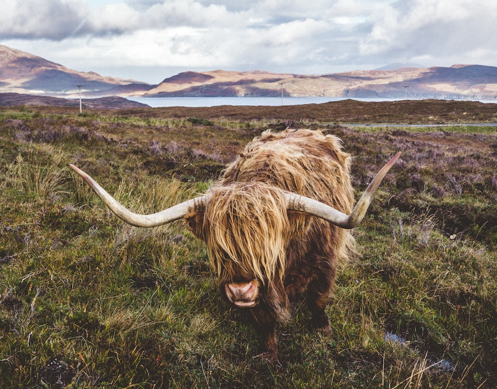 view of yak on green grass