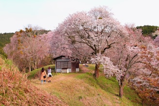 Best Cherry Blossoms in Japan: Mt Yoshino, Nara