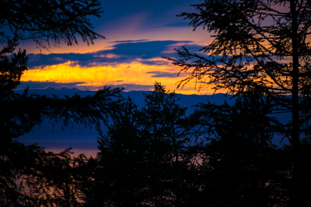 forest during golden hour