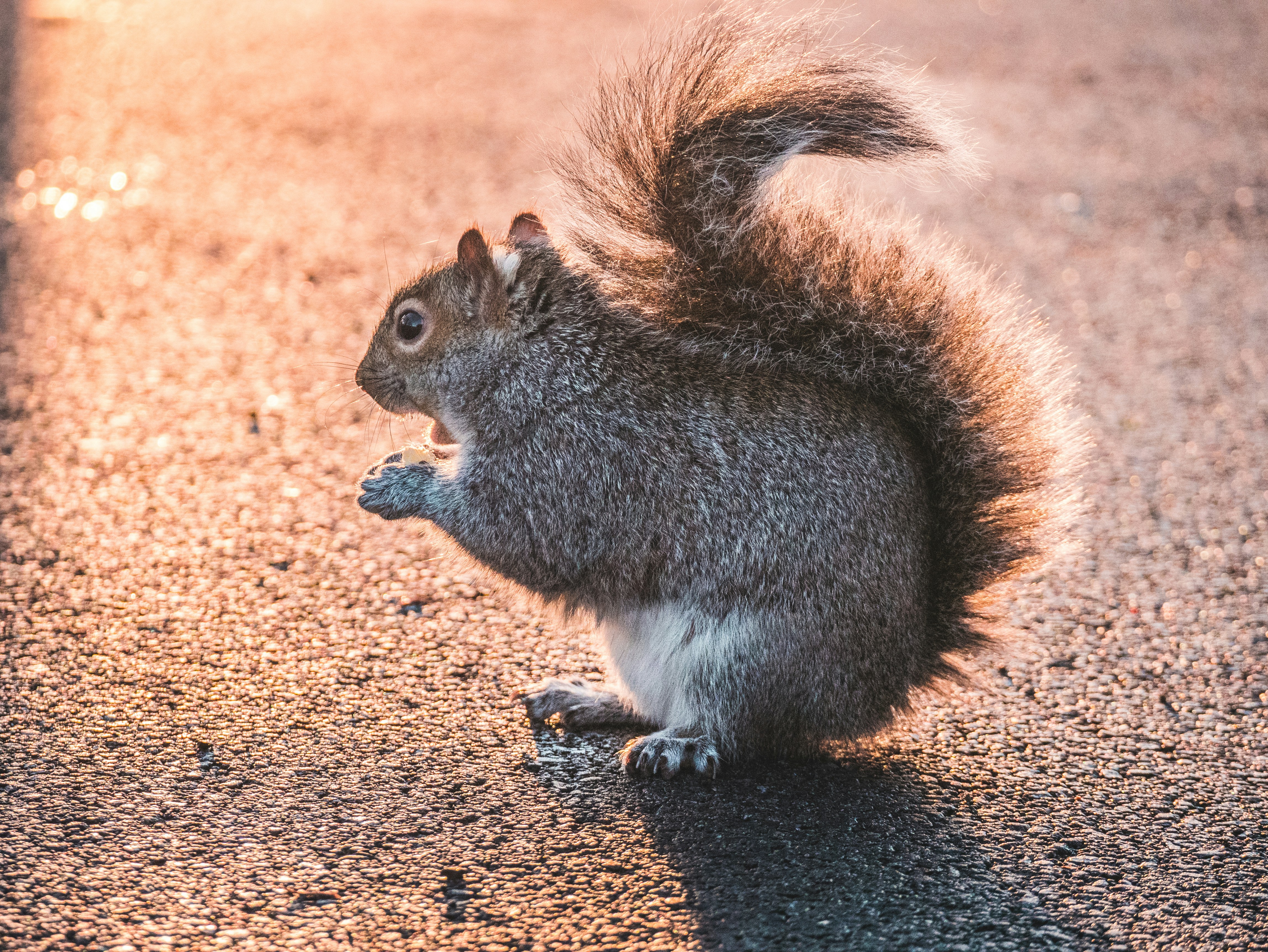 Photo by siddharthbandhu