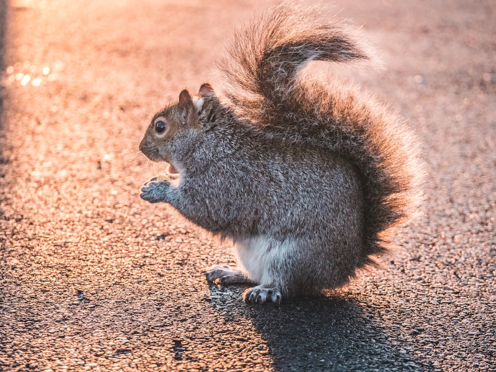 brown squirrel on gray concrete surface