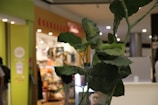 A large green plant is prominently displayed with broad leaves in focus. In the background, a bright and colorful shopping area with visible lights and signage adds a bustling atmosphere.