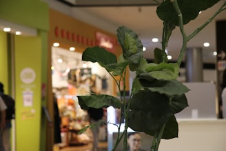 A large green plant is prominently displayed with broad leaves in focus. In the background, a bright and colorful shopping area with visible lights and signage adds a bustling atmosphere.