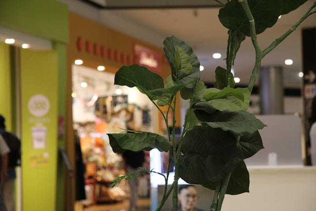 A large green plant is prominently displayed with broad leaves in focus. In the background, a bright and colorful shopping area with visible lights and signage adds a bustling atmosphere.
