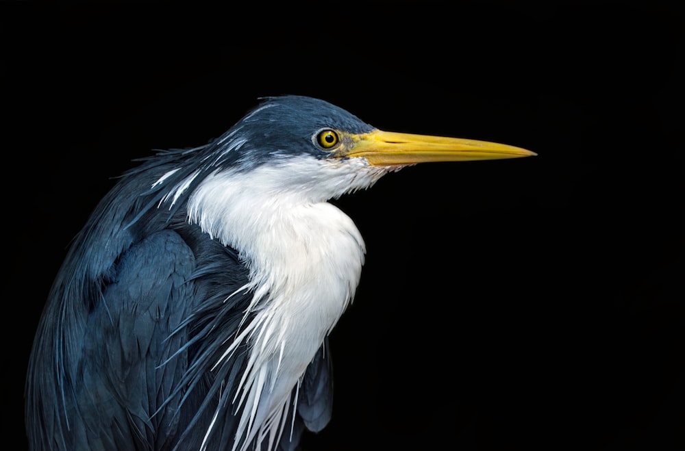 blue and white great egret