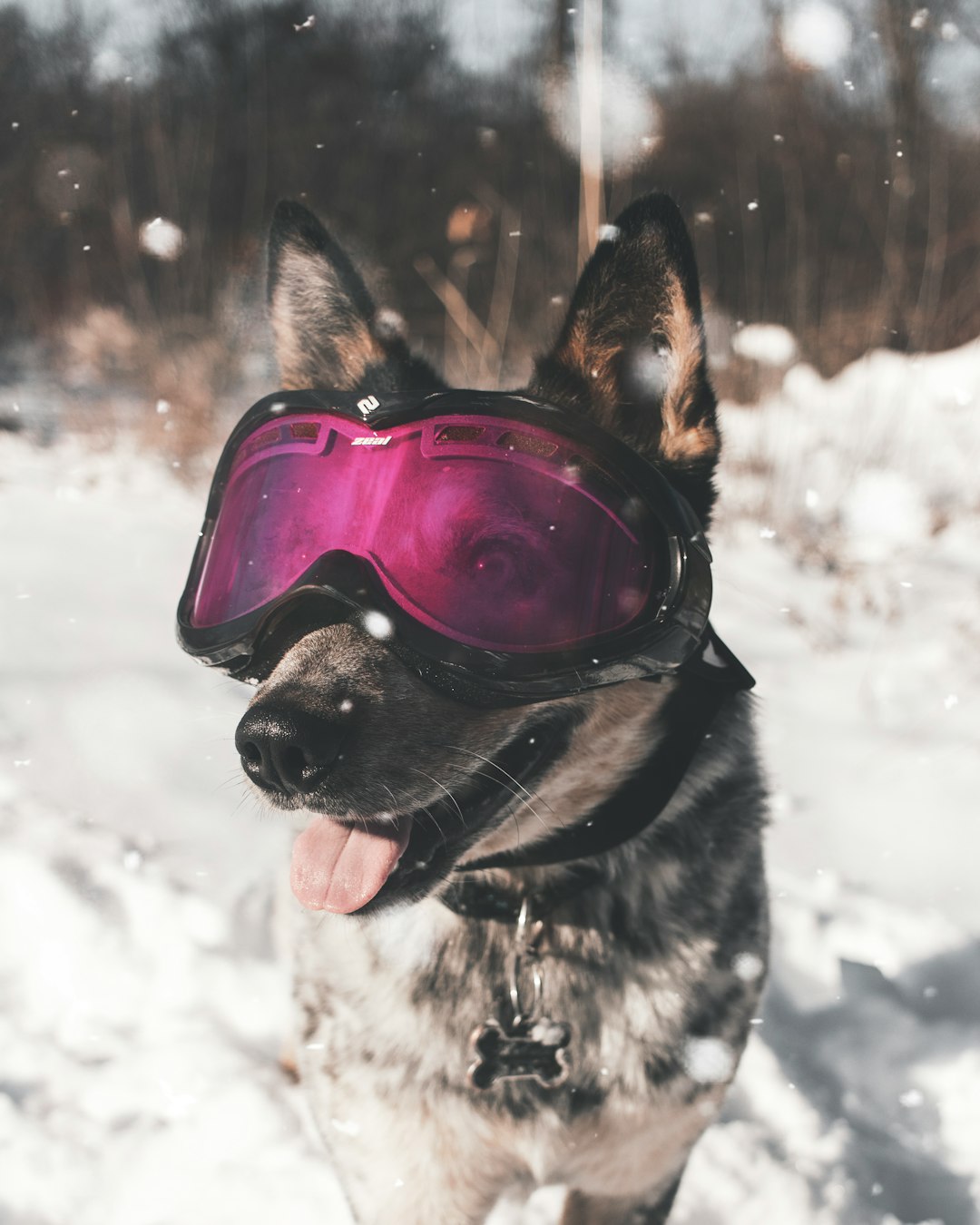 brown dog wearing ski goggles