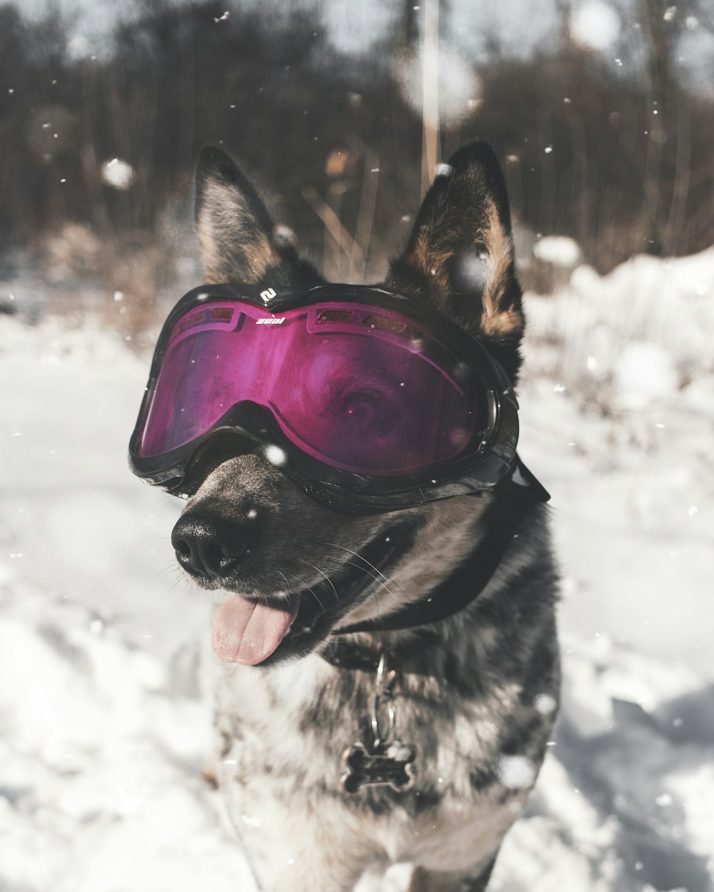 스키 고글을 착용 한 갈색 개