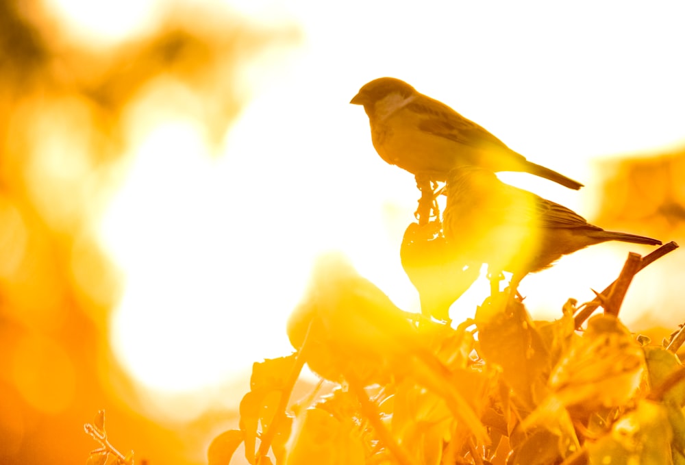 sepia photography of three sparrows perching on plant