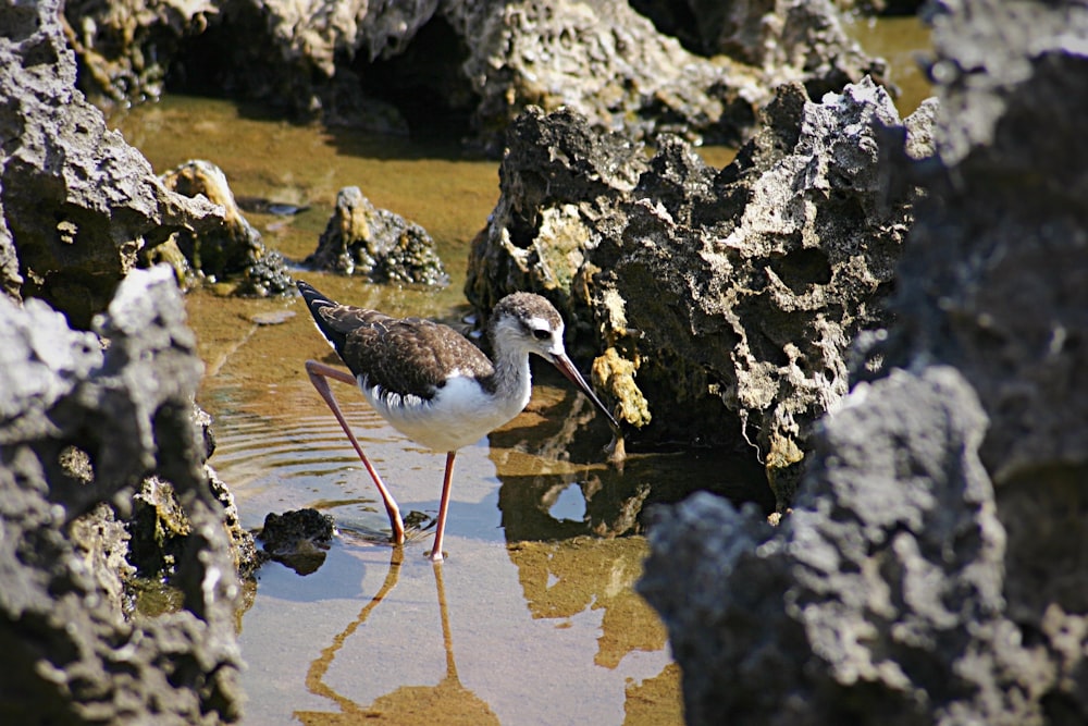 uccello bianco e marrone sull'acqua durante il giorno