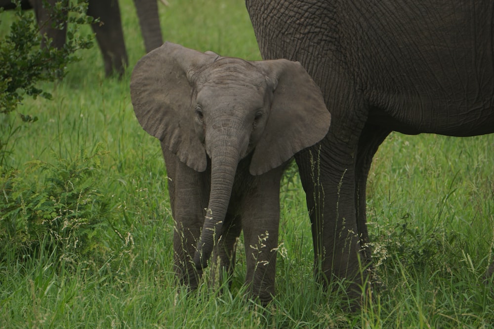 elefantino del bambino su erba verde