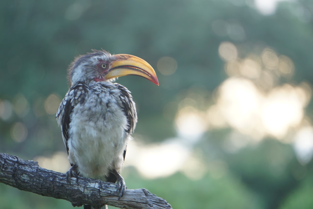 shallow focus photo of white and black bird