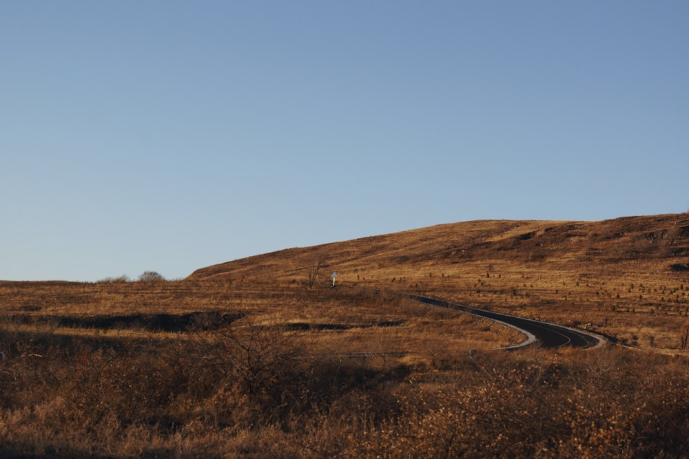 brown field