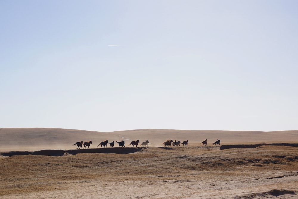 horses on desert