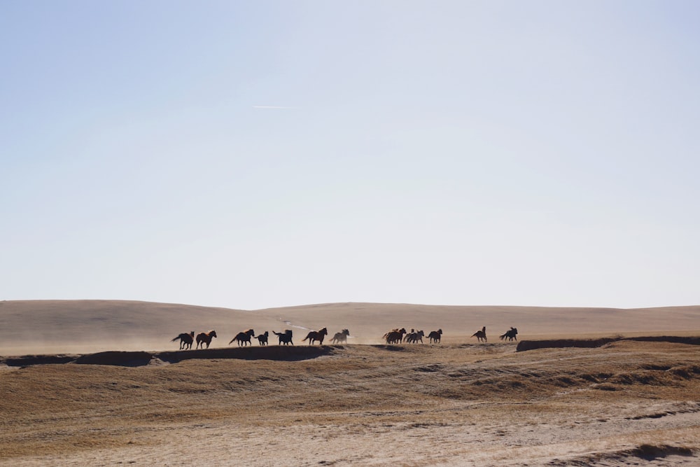 Cavalos no deserto