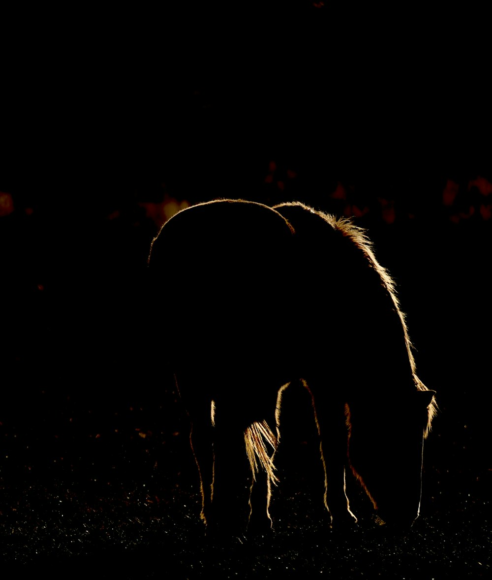silhouette of brown horse inside dark surface