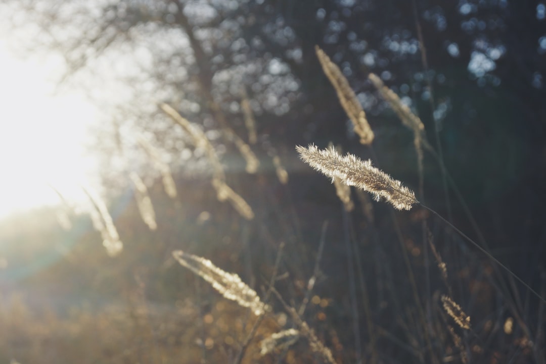 silhouette photo of plant