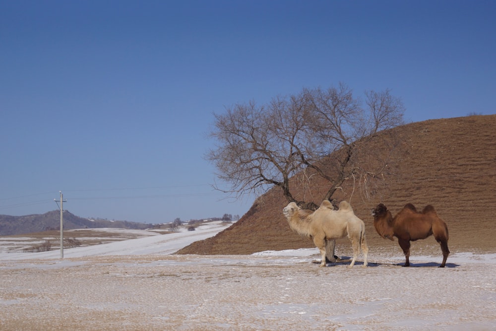 two brown and white camels beside tree at daytime