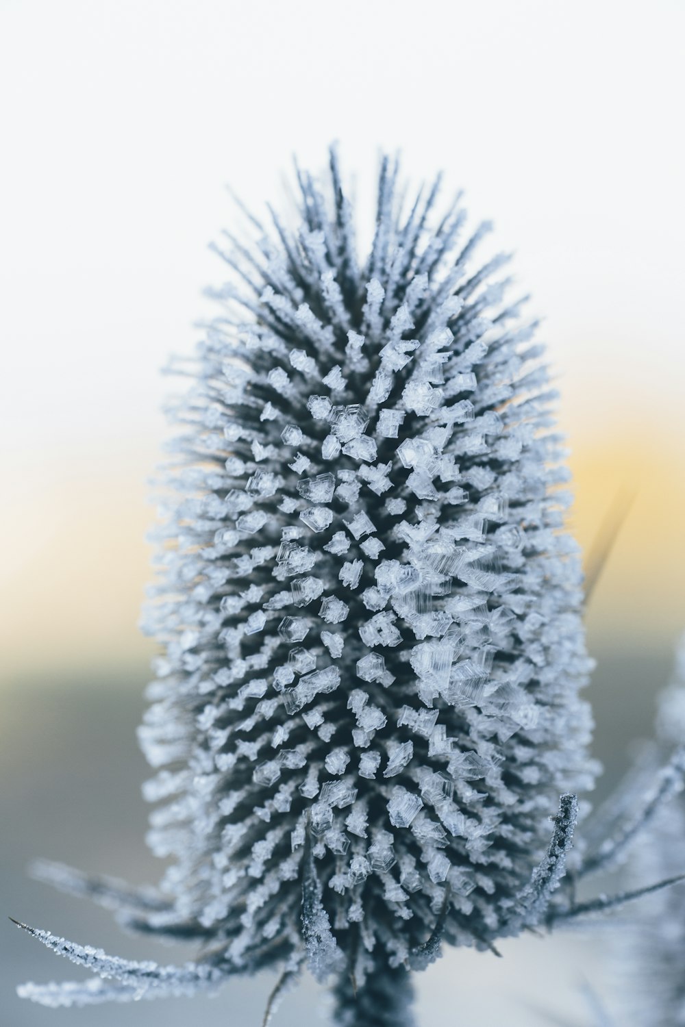 a close up of a plant with snow on it