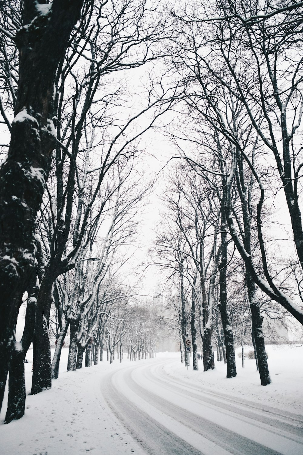 snow-covered pathway between inline trees