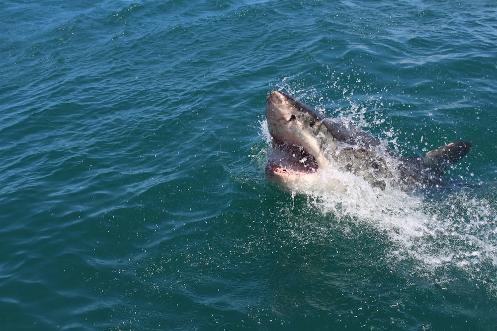 Un gran tiburón blanco con la boca abierta en el agua