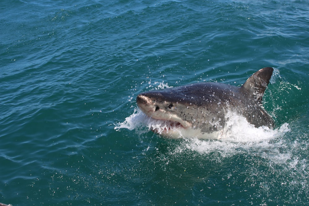 requin sur la mer