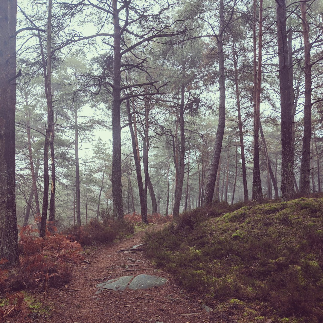 Forest photo spot 39 Bd du Général Leclerc Créteil