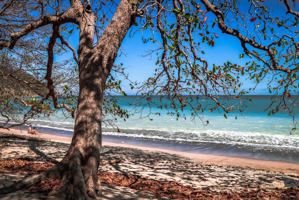 green tree by the sea