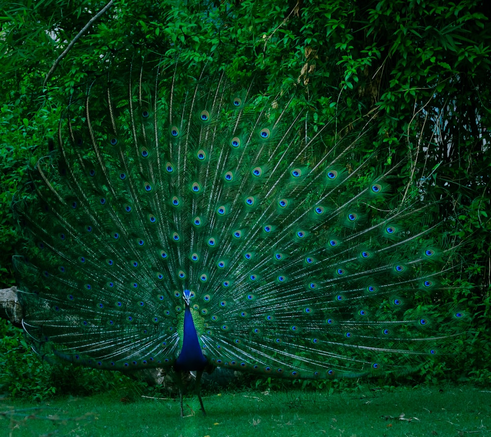 blauer und grüner Pfau, der auf Gras steht