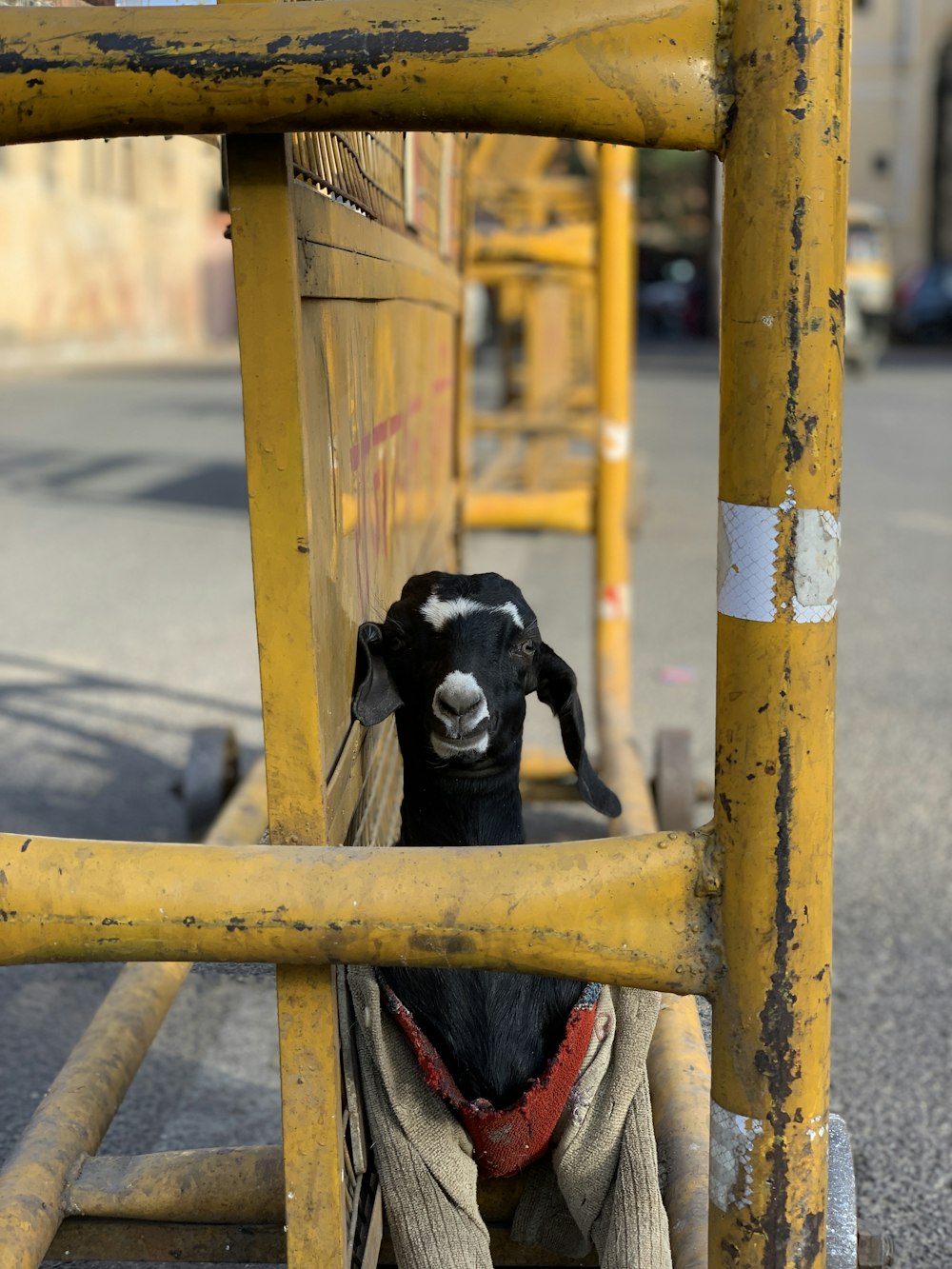 black goat wearing beige sweater