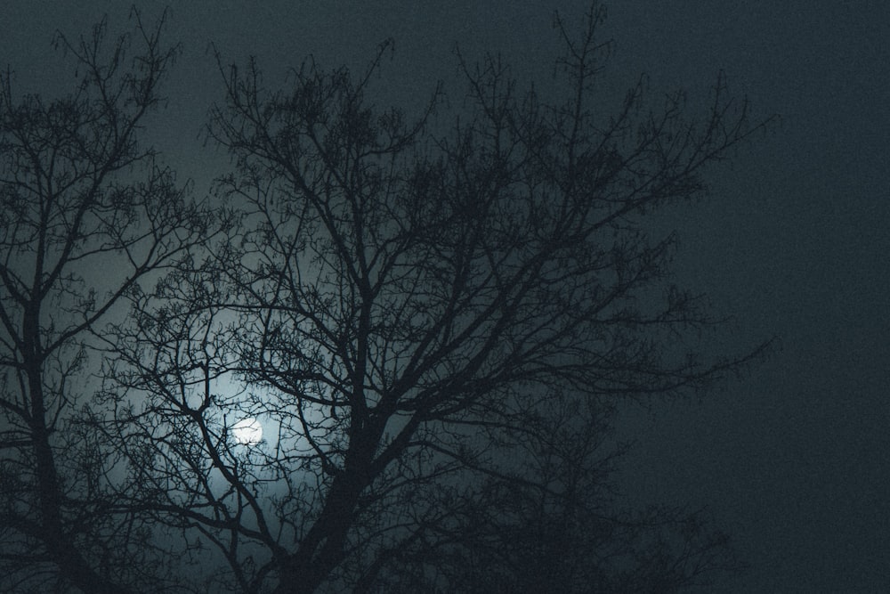 a full moon seen through the branches of a tree