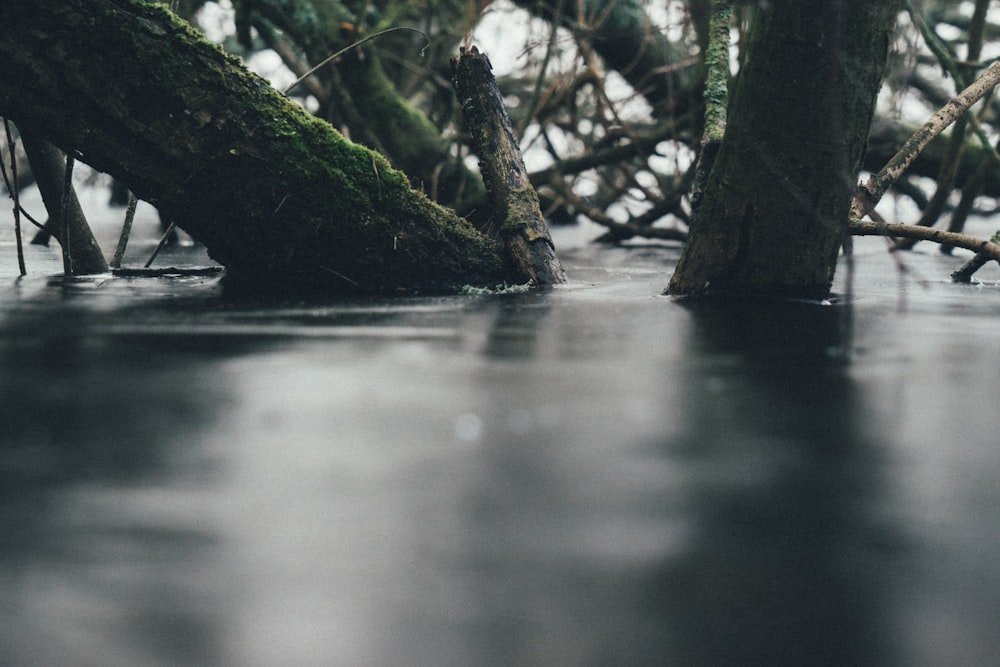 close-up photography of mangroves