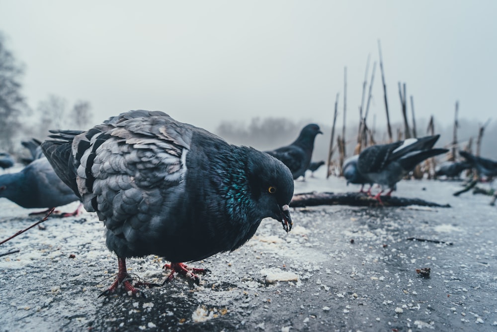 a flock of birds standing on top of a snow covered ground