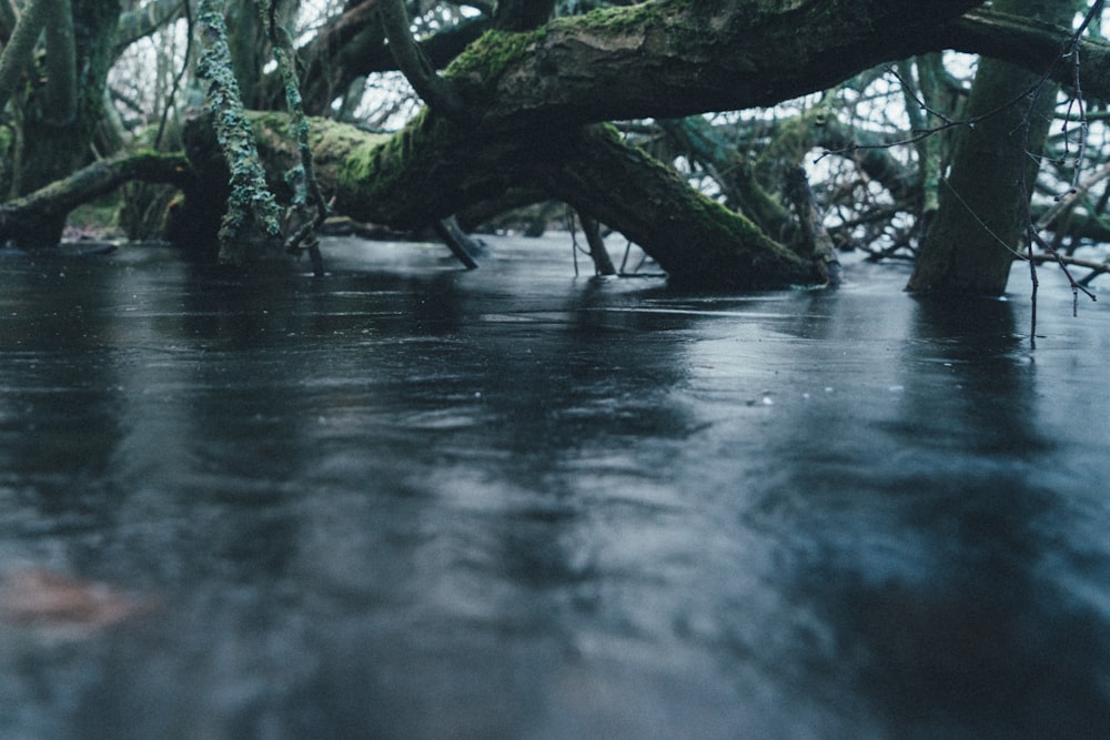gray wood submerge in water