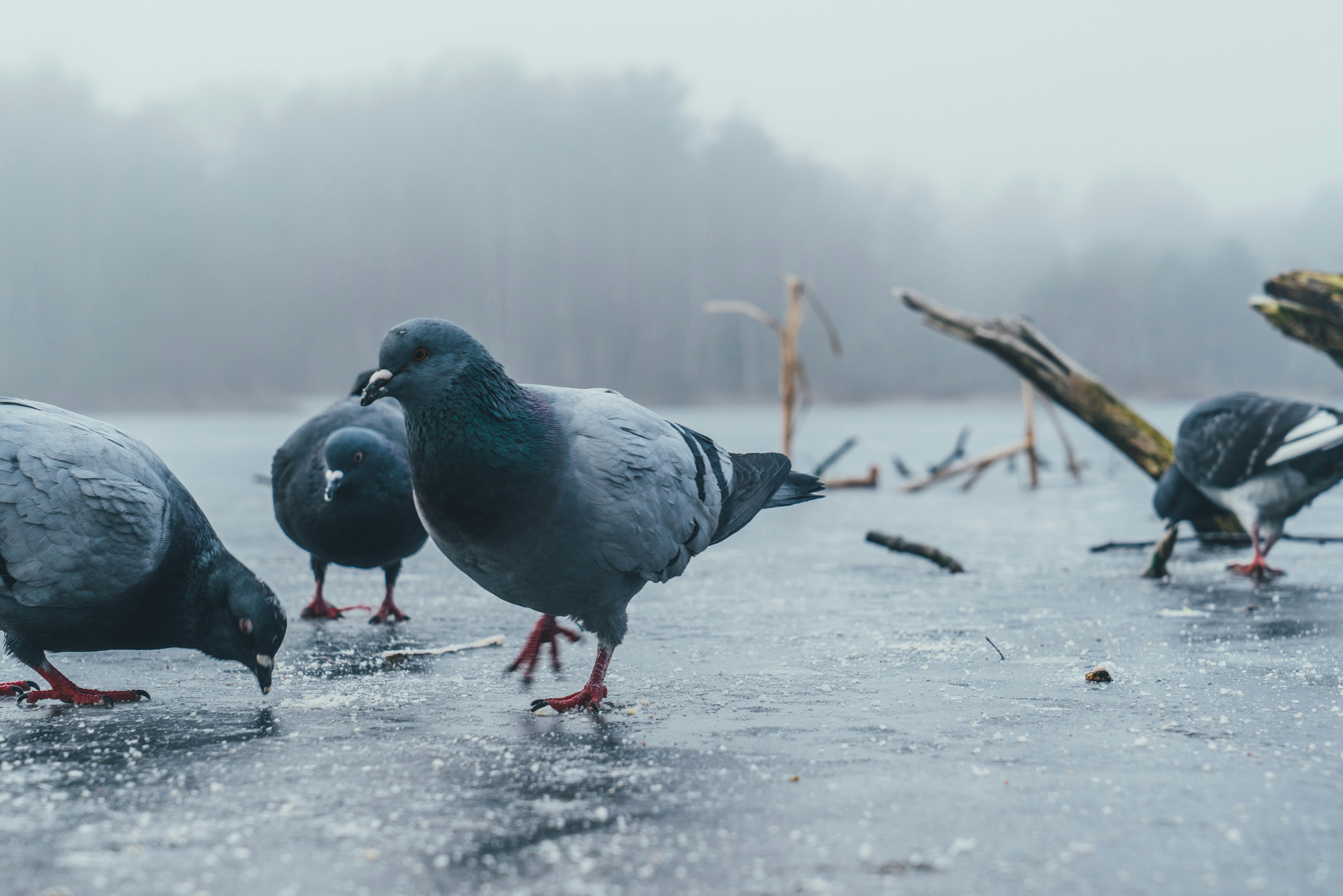 low-angle photography of four pigeons on road under rain